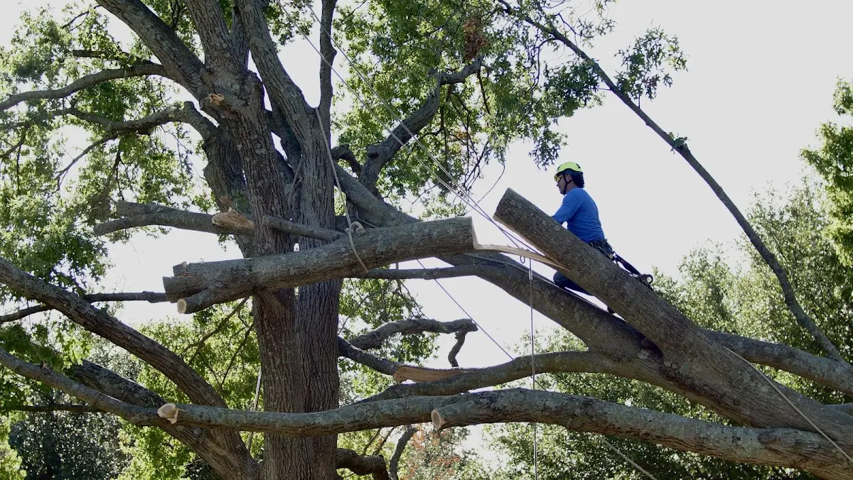 Professional Crown Thinning performed by certified arborists in Pingree